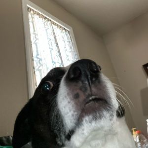 Meet your Posher, Cayla